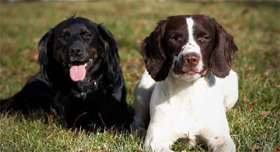 pr-bm English Springer Spaniel Breeders
