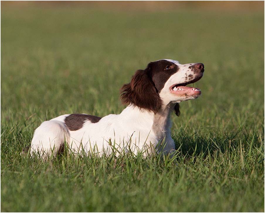 puppy-english springer spaniel - field bred, Championship bloodlines.