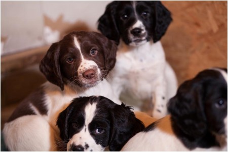 springer spaniel puppies for sale PrairieRose's Milan Lynch's Buccleuchs x Macks field bred english springer spaniel puppies.